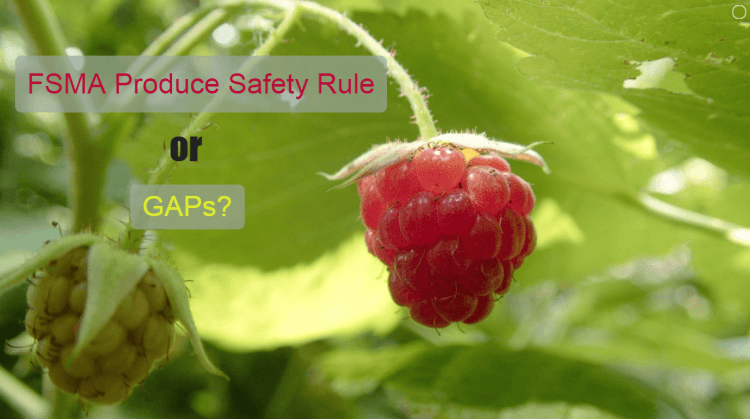 FSMA Produce Safety Rule or GAPs?
